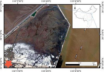 Effects of microtopographic patterns on plant growth and soil improvement in coastal wetlands of the Yellow River Delta